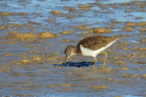 Andarríos chico, Actitis hypoleucos. Common sandpiper.